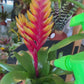 kokedama Vrie. Cato