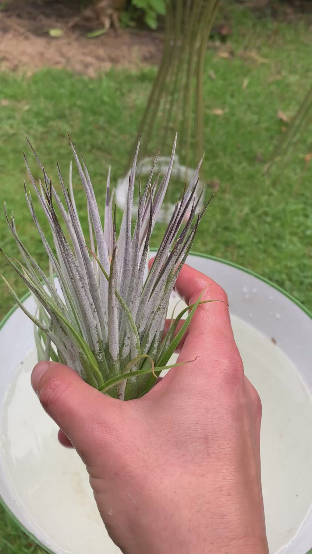 Tillandsia Plagiotropica