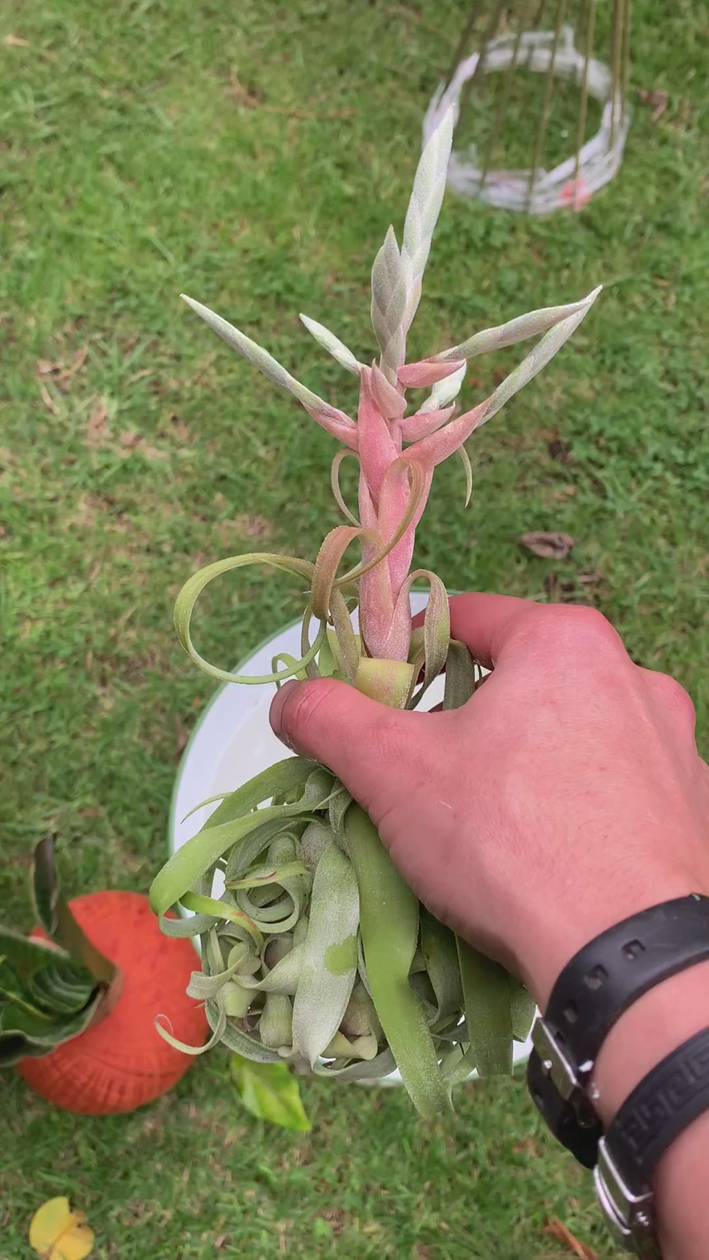 Tillandsia streptophylla + base teca