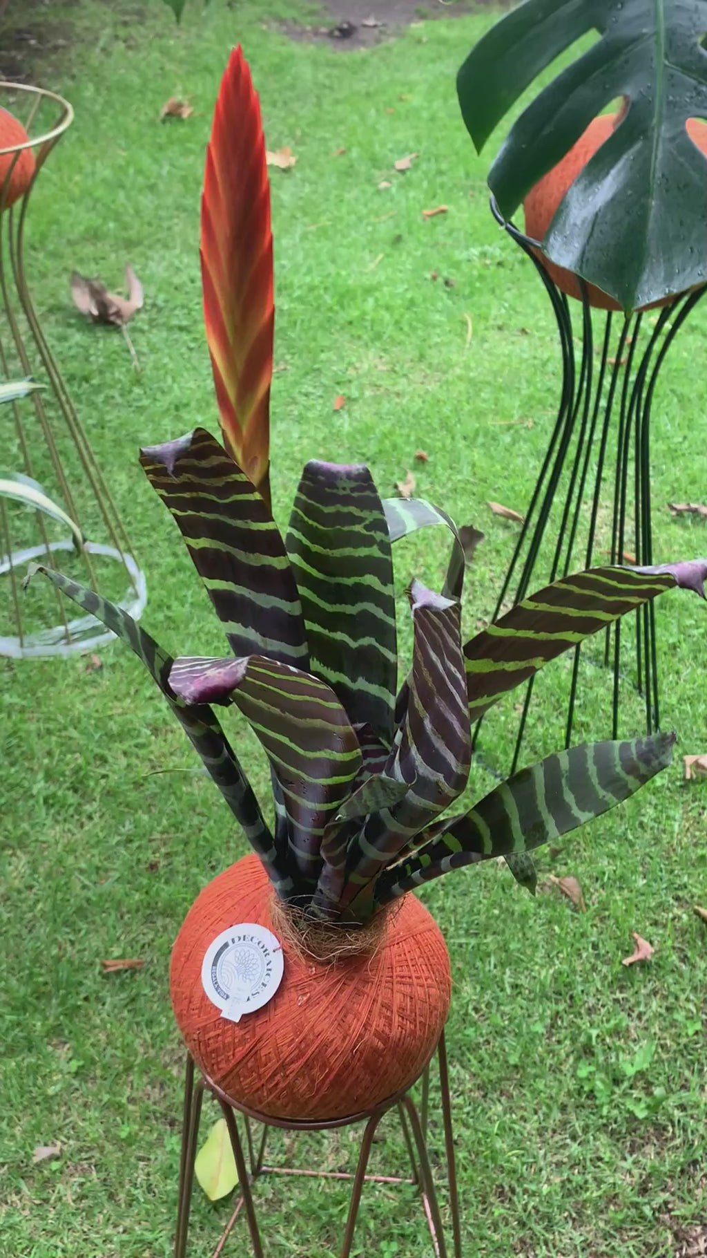Kokedama Bromelia Vrie. splenriet