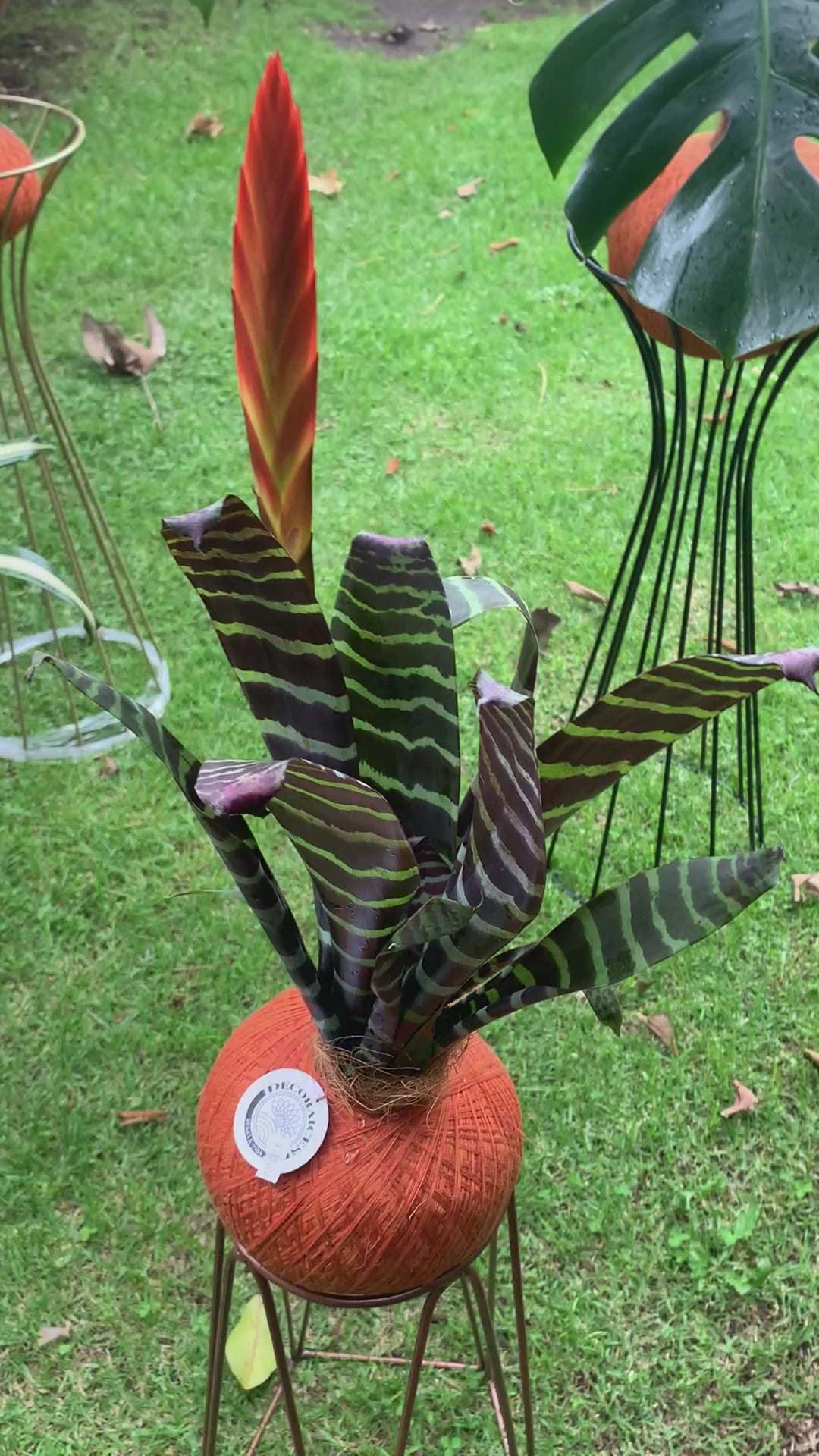 Kokedama Bromelia Vrie. splenriet
