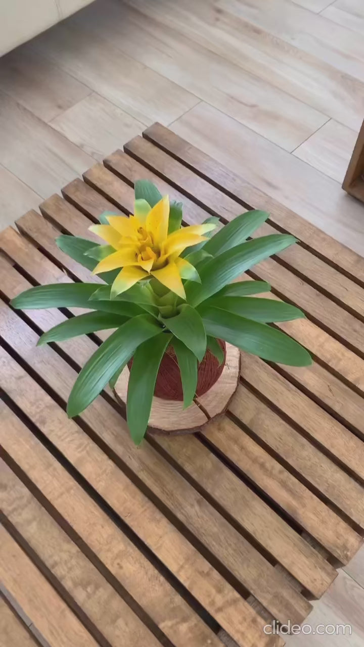 Kokedama Bromelia Diana