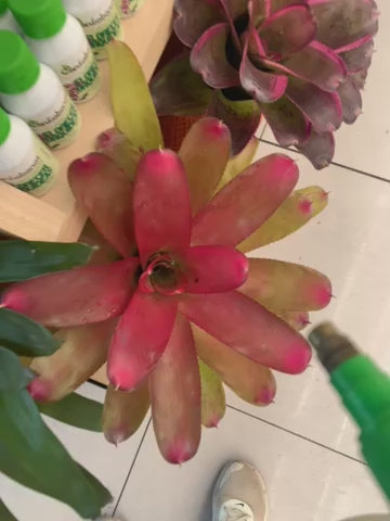 Kokedama Neor. meyendorfii