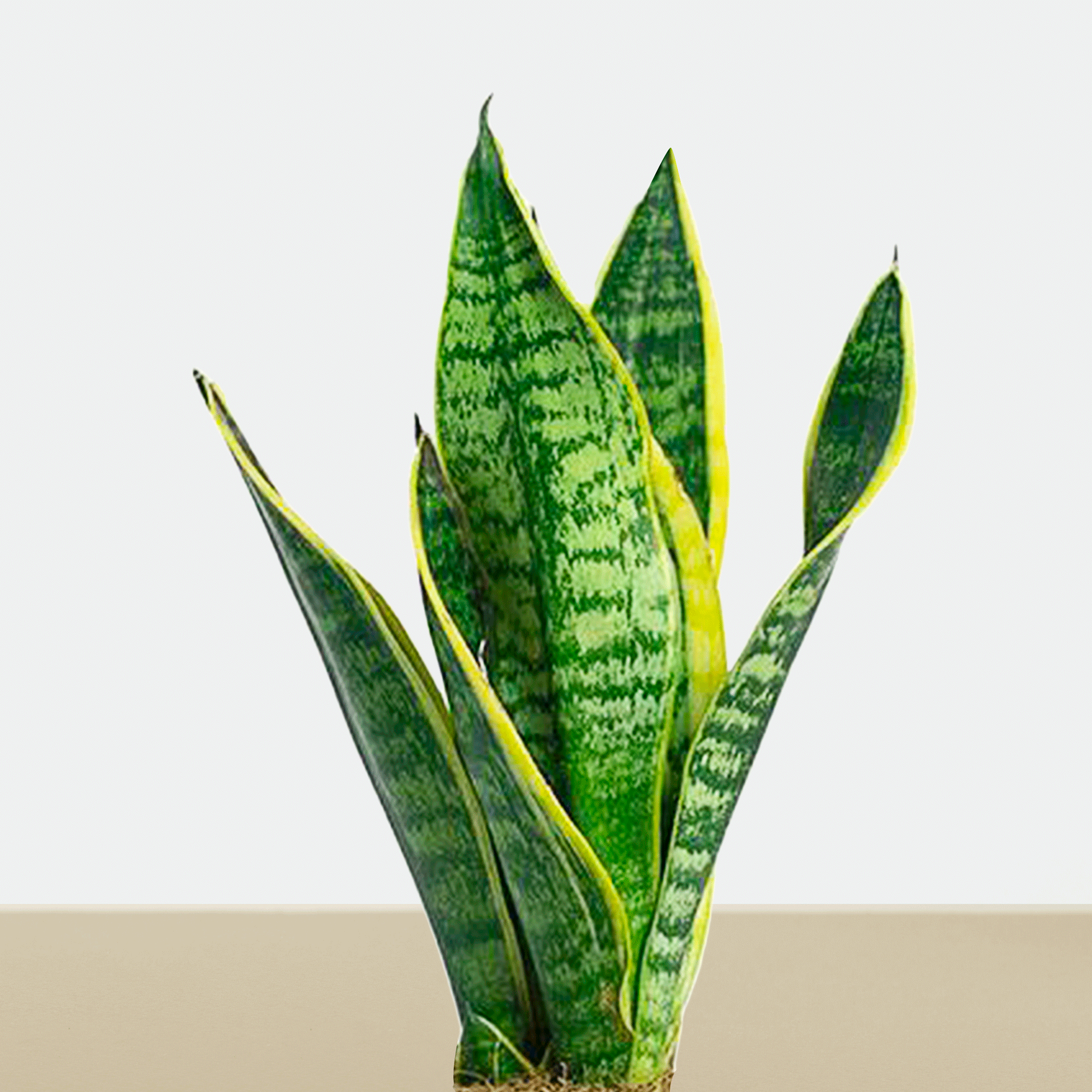 sansevieria enana Kokedama sansevieria enana – Decoraices