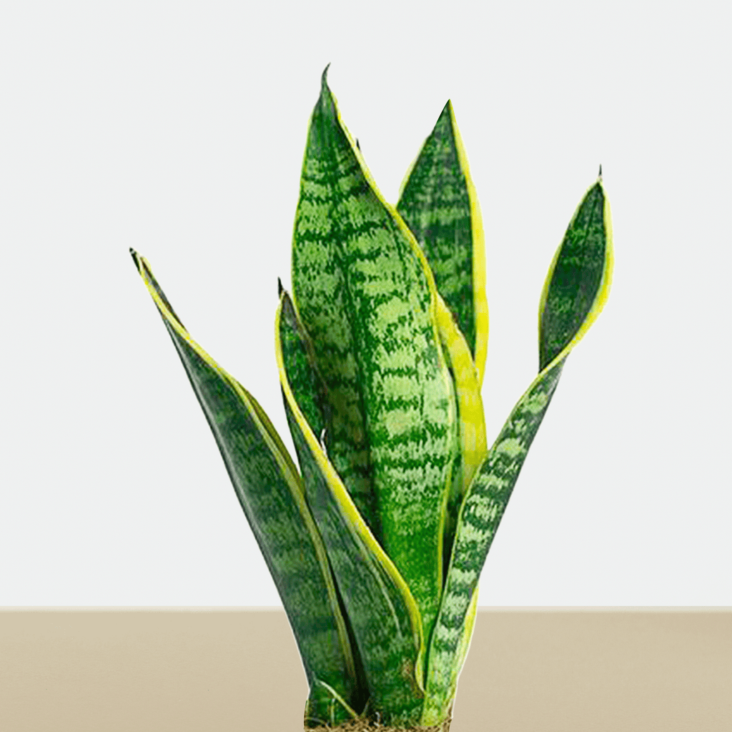 dwarf sansevieria
