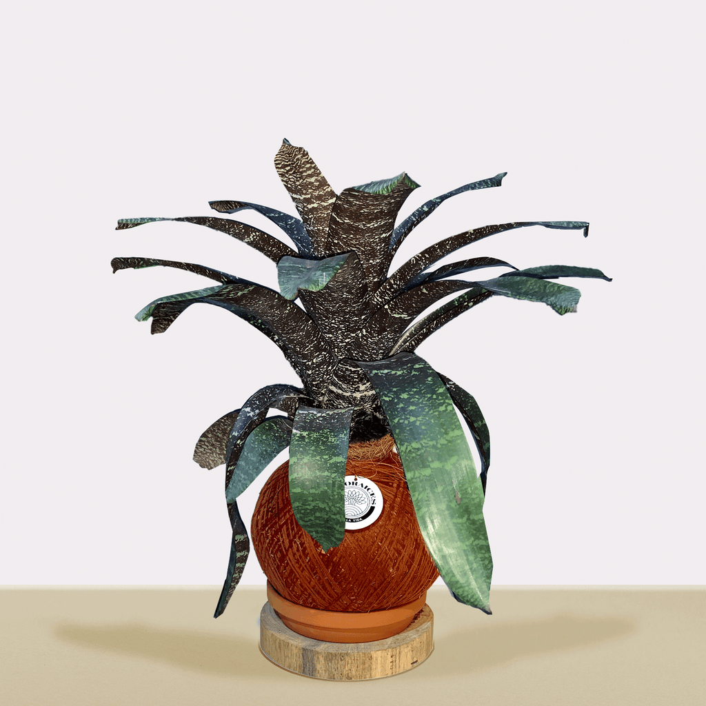 koke Bromelia Vrie. seidelian