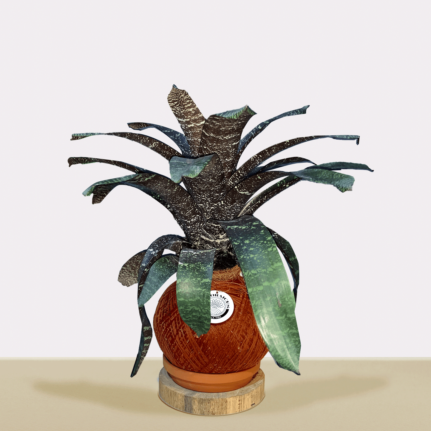 koke Bromelia Vrie. seideliana