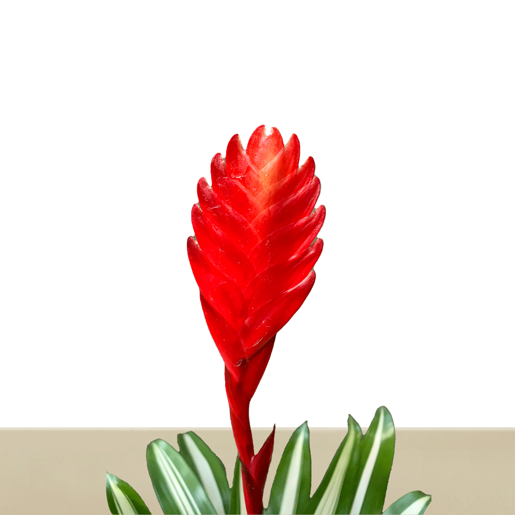 koke Bromelia Tiffany