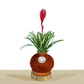 koke Bromelia Tiffany