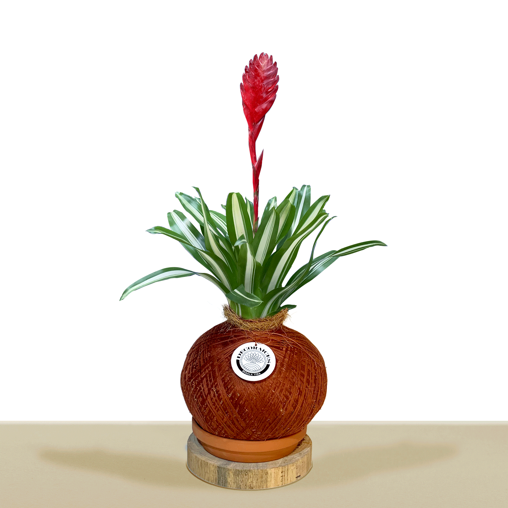 koke Bromelia Tiffany