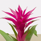 koke Bromelia Guzm. Voila
