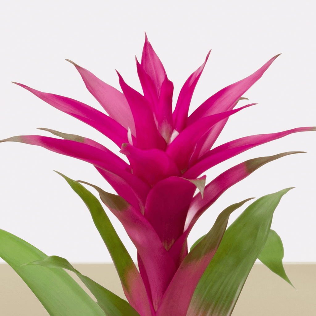 koke Bromelia Guzm. Voila