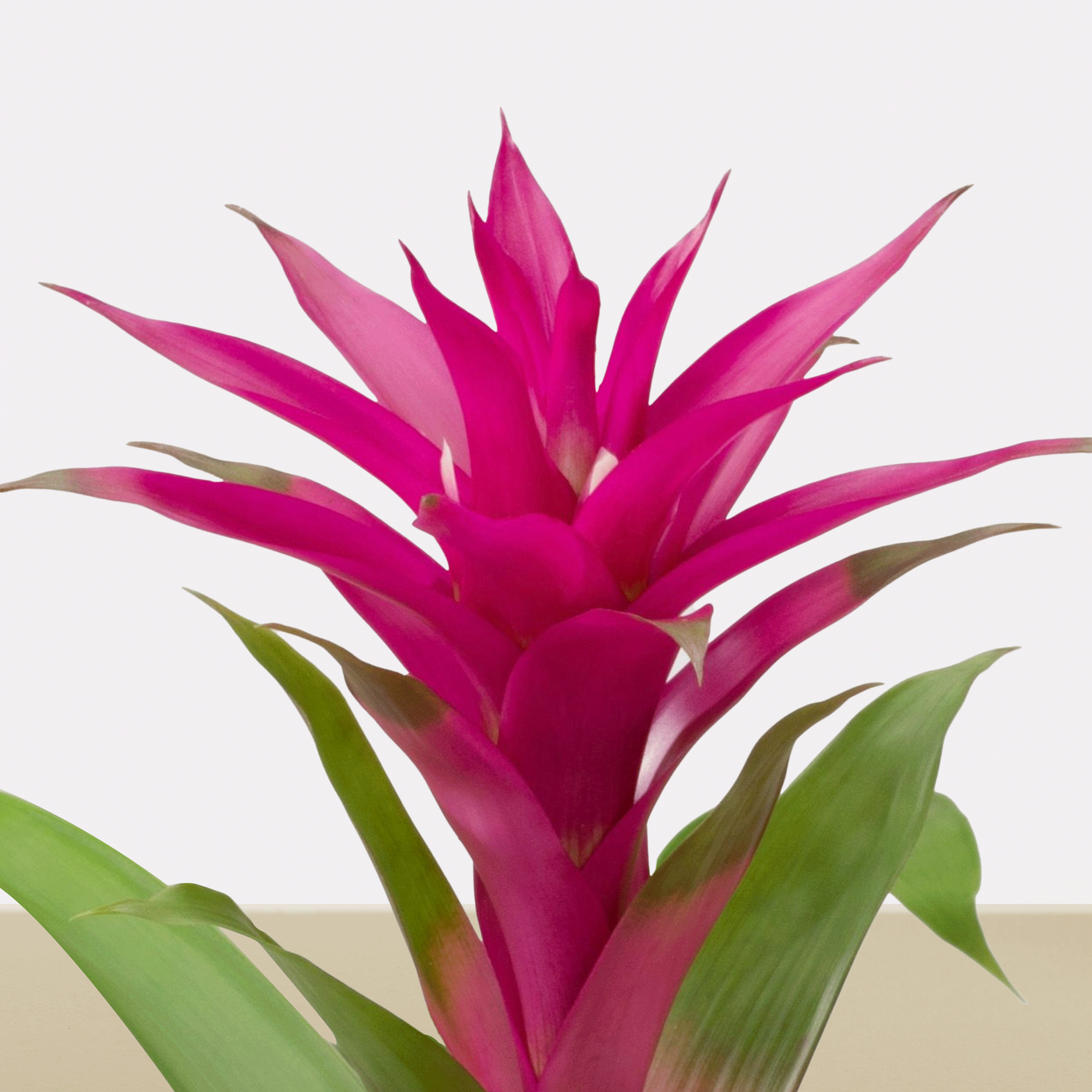 koke Bromelia Guzm. Voila