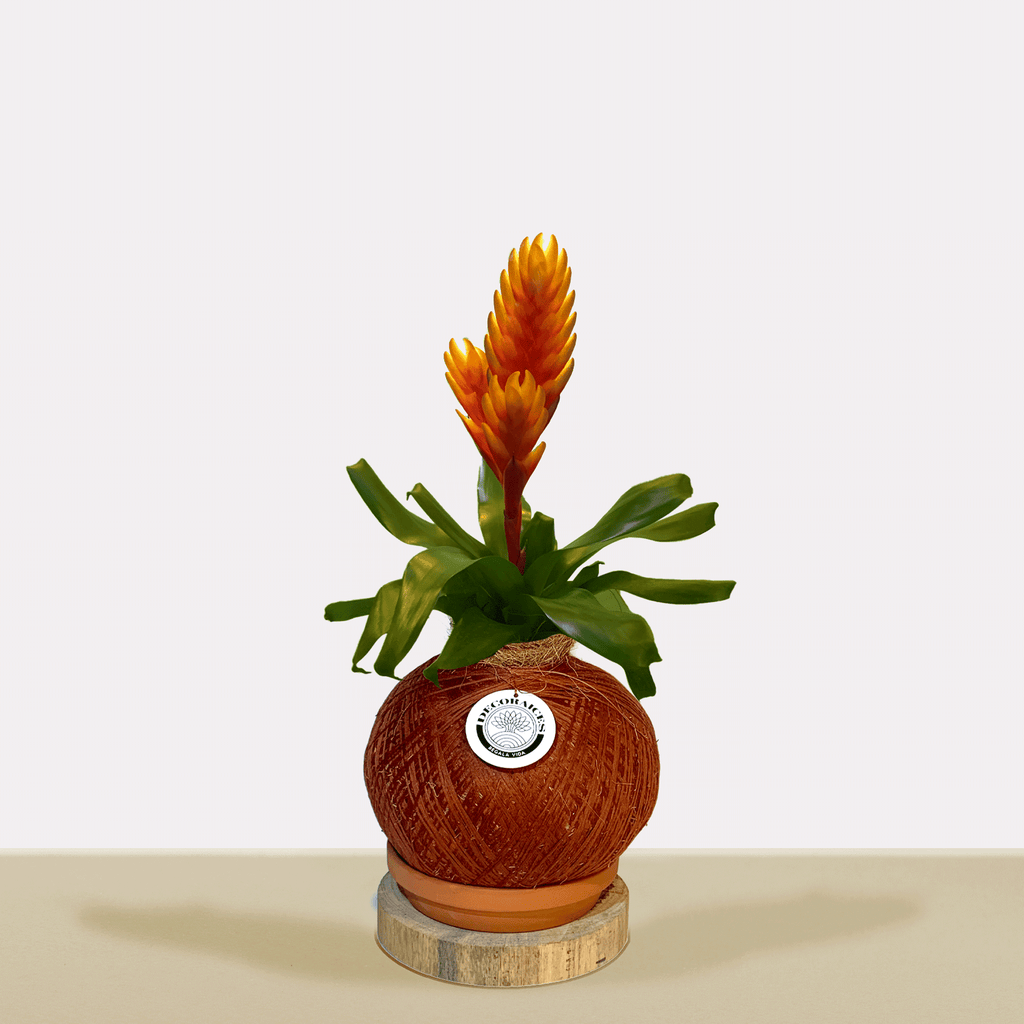 kokedama Vrie. Cato