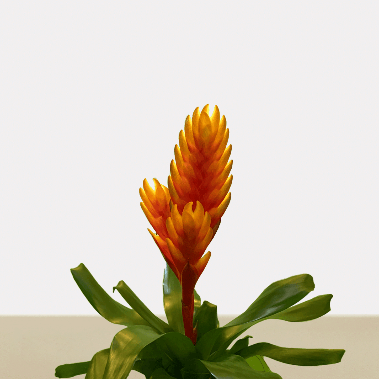 kokedama Vrie. Cato