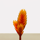 kokedama Vrie. Cato