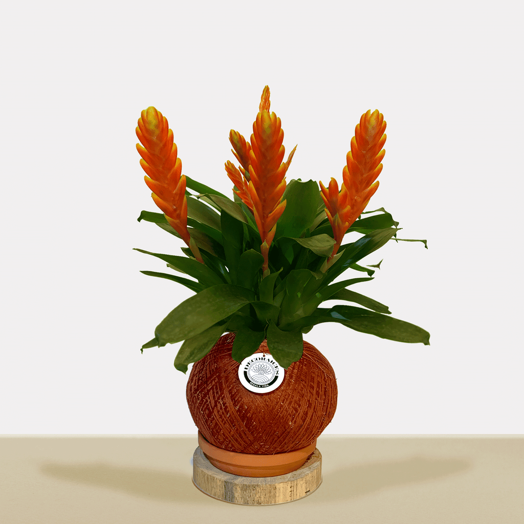 kokedama Vrie. Sparkle Multiflower
