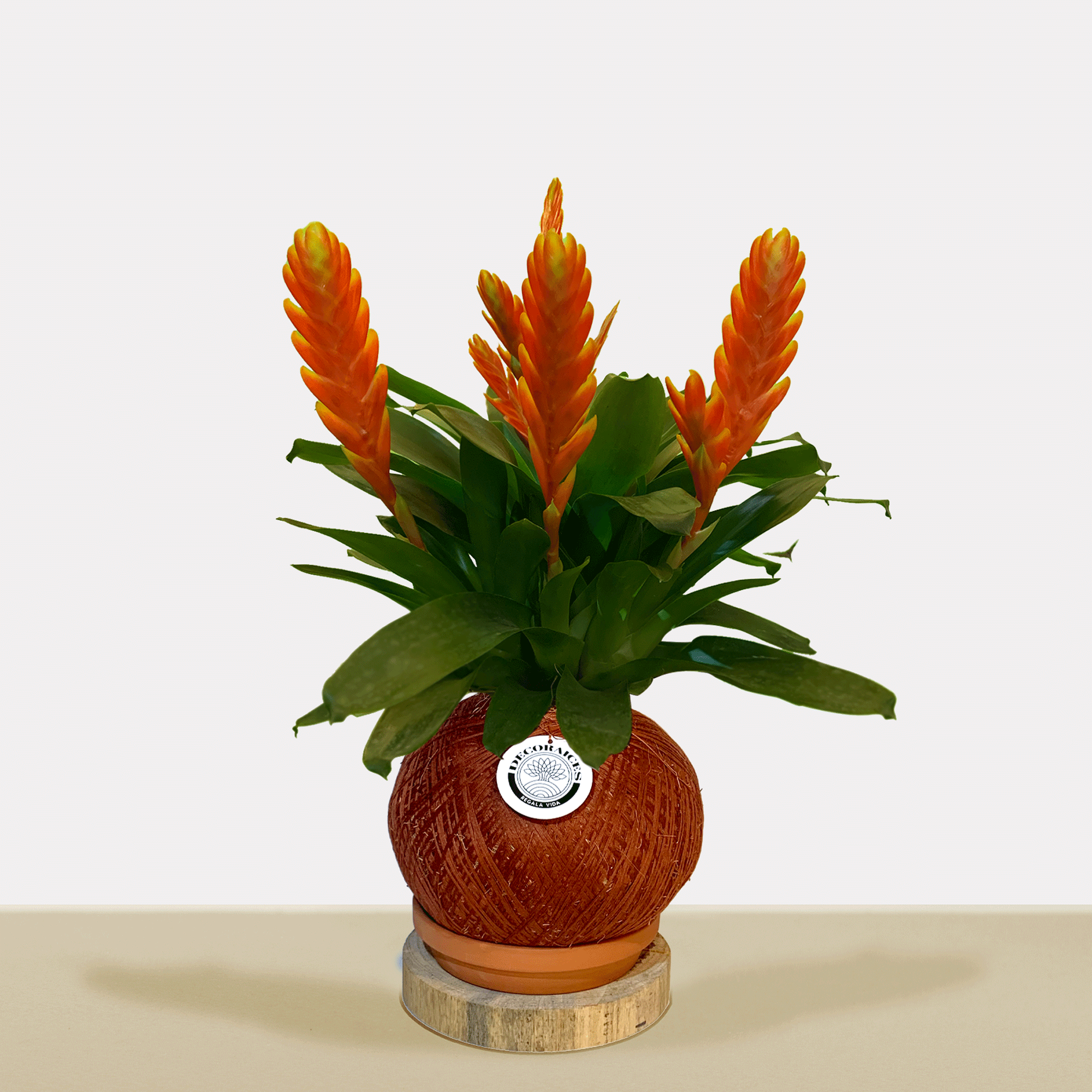 kokedama Vrie. Sparkle Multiflower