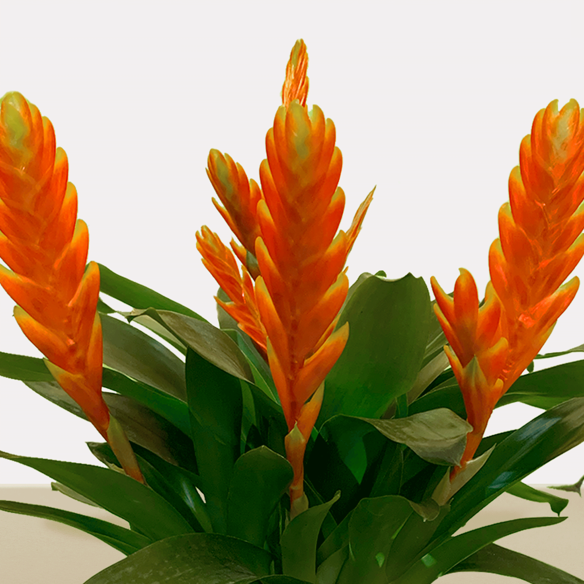 kokedama Vrie. Sparkle arregló x 3