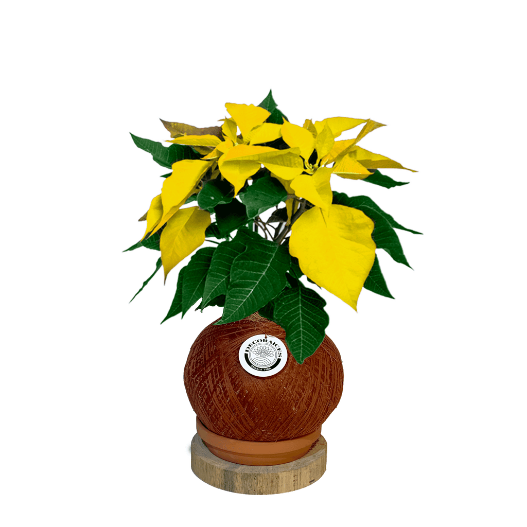 Koke poinsettia Roja