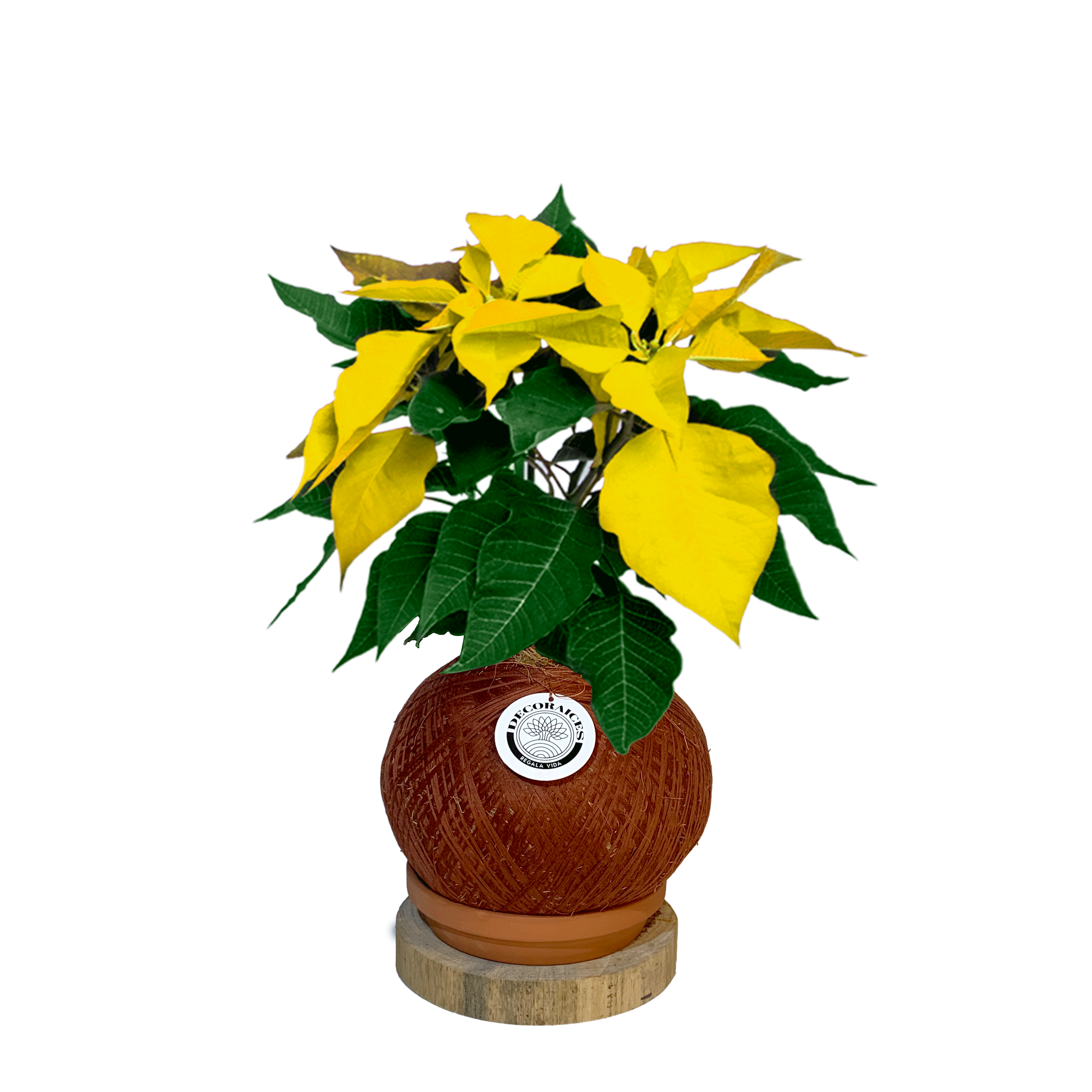 Koke poinsettia Roja