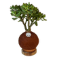 koke Bonsai Jade macho