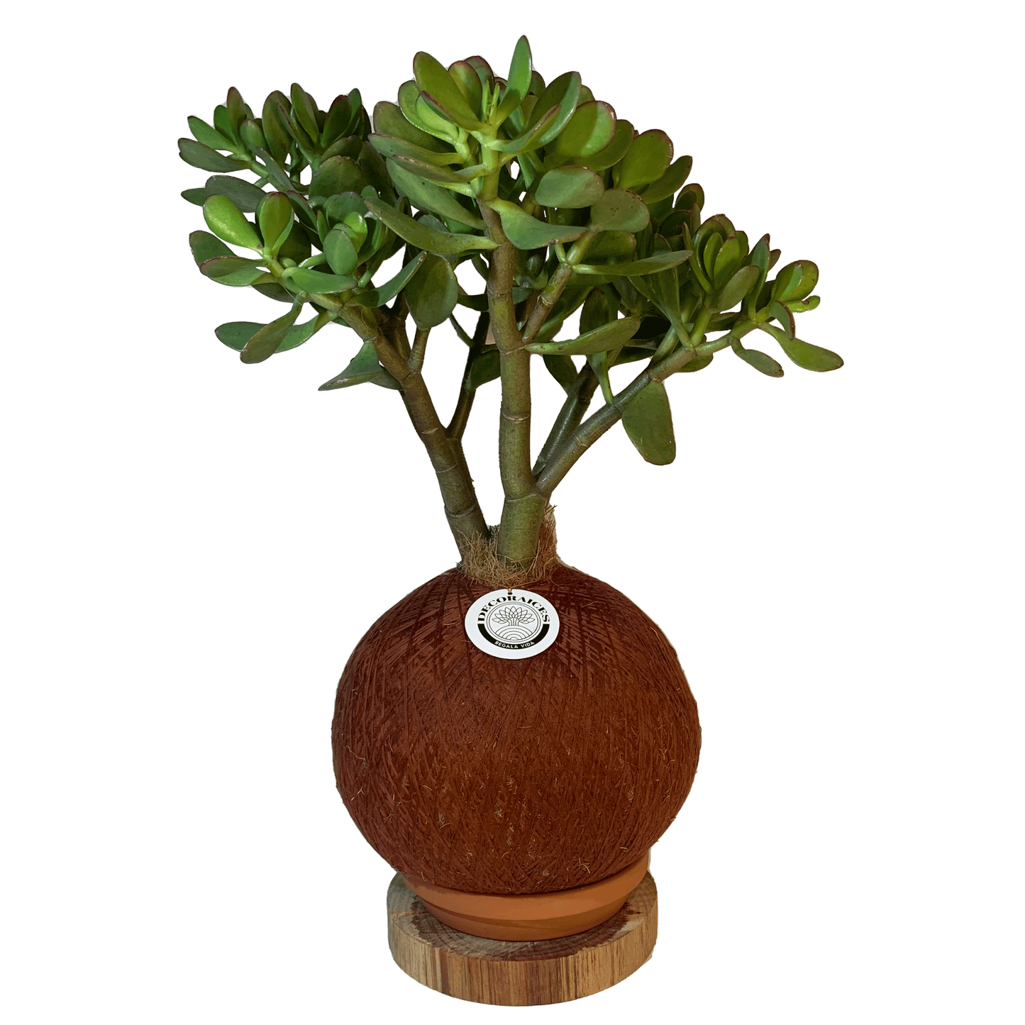 koke Bonsai Jade macho