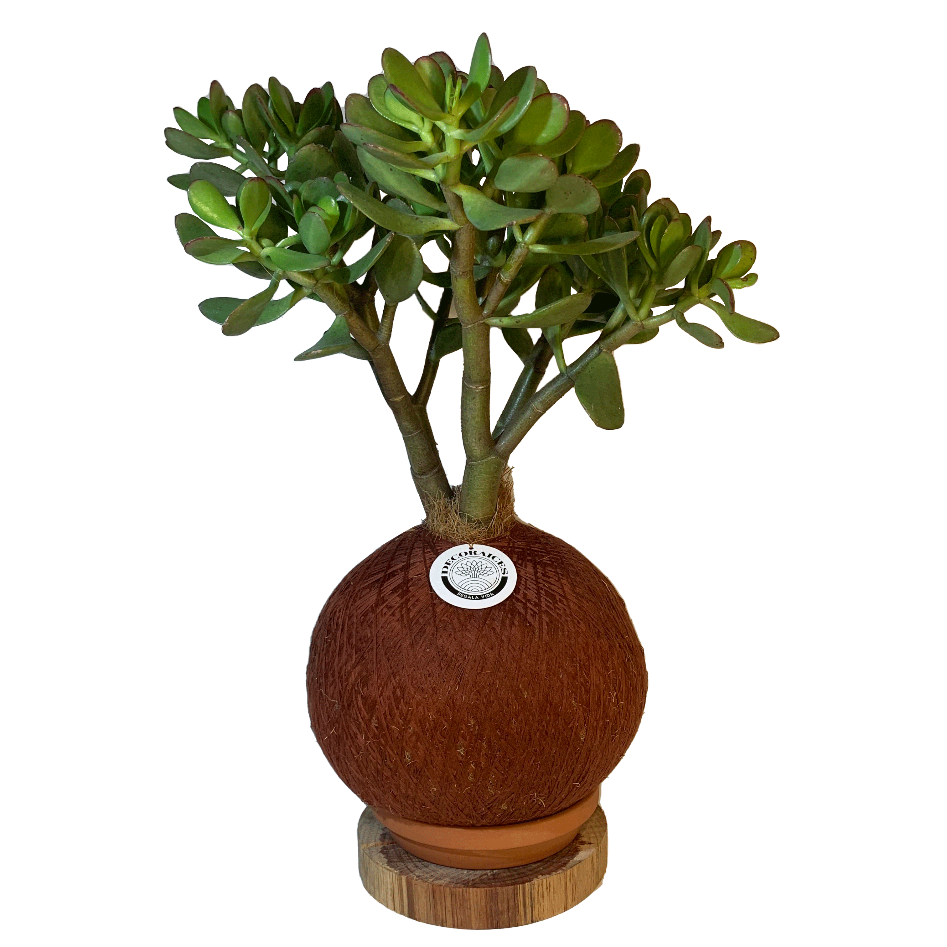 koke Bonsai Jade male