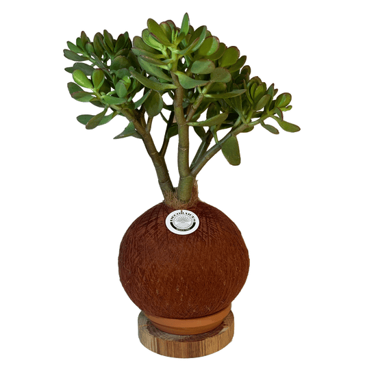 koke Bonsai Jade macho