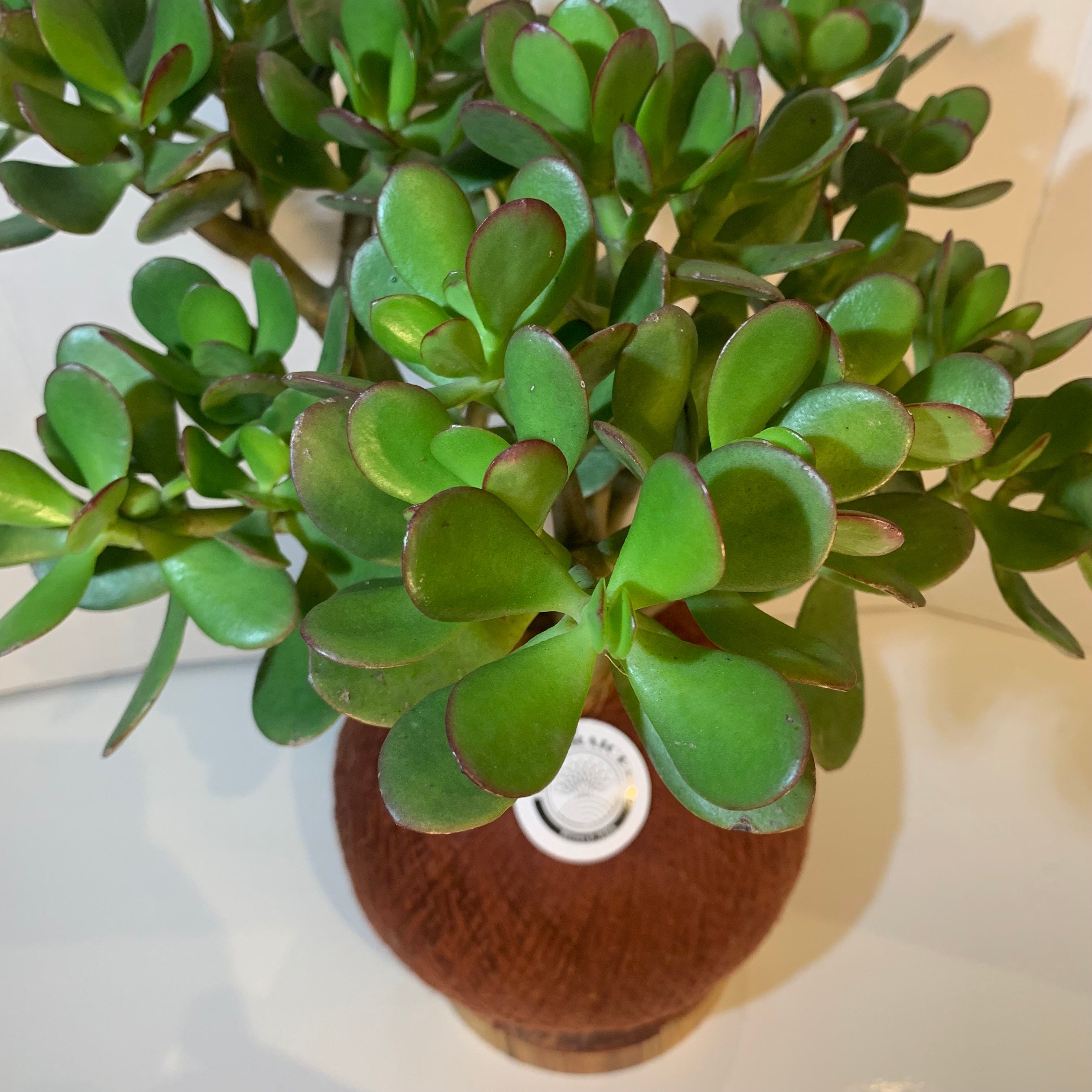 jade macho planta Kokedama Bonsai Jade macho – Decoraices