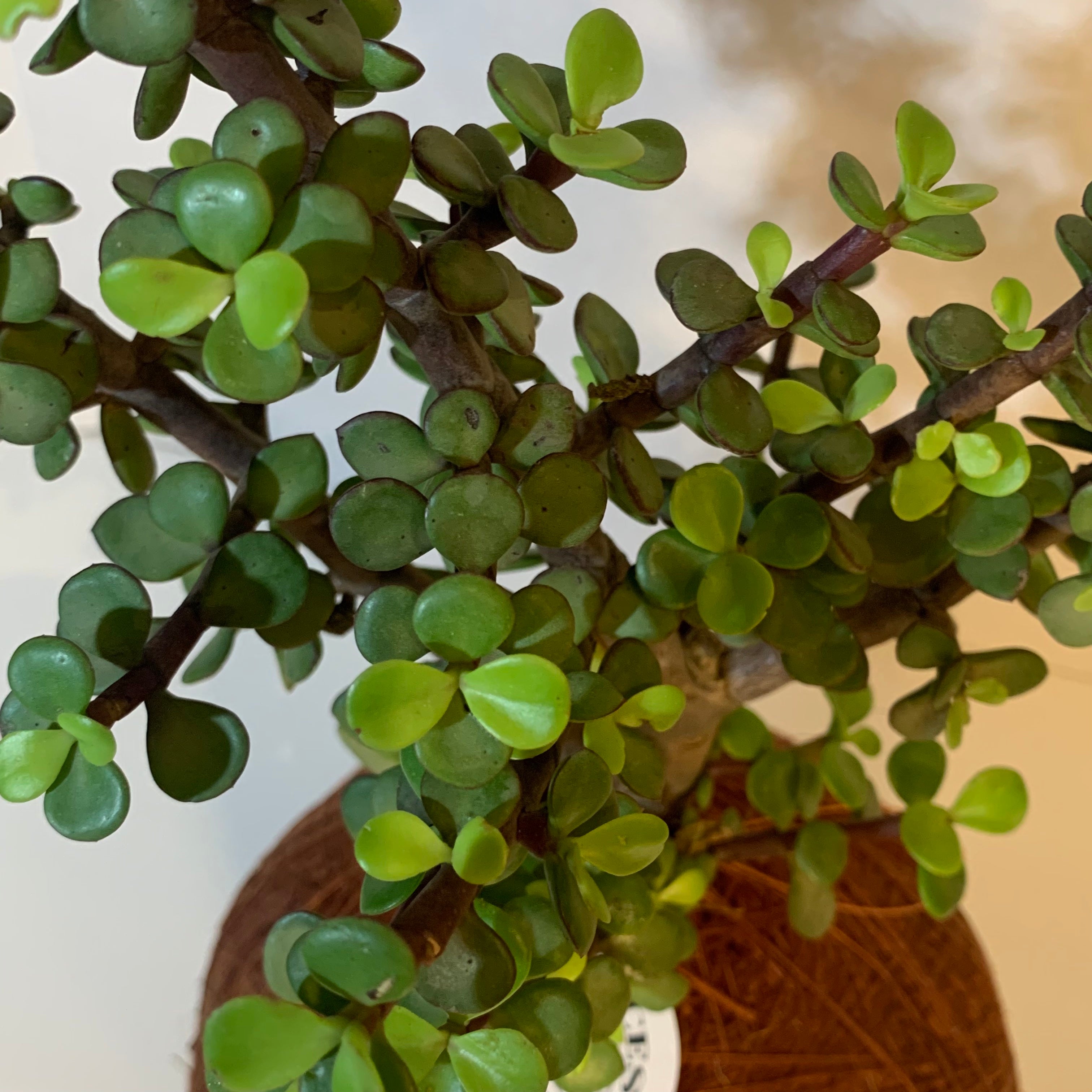 koke Bonsai Jade female