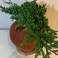 koke Bonsai Pino rastrero