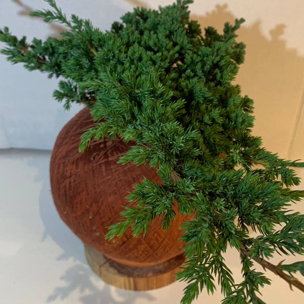 Koke Bonsai Creeping Pine