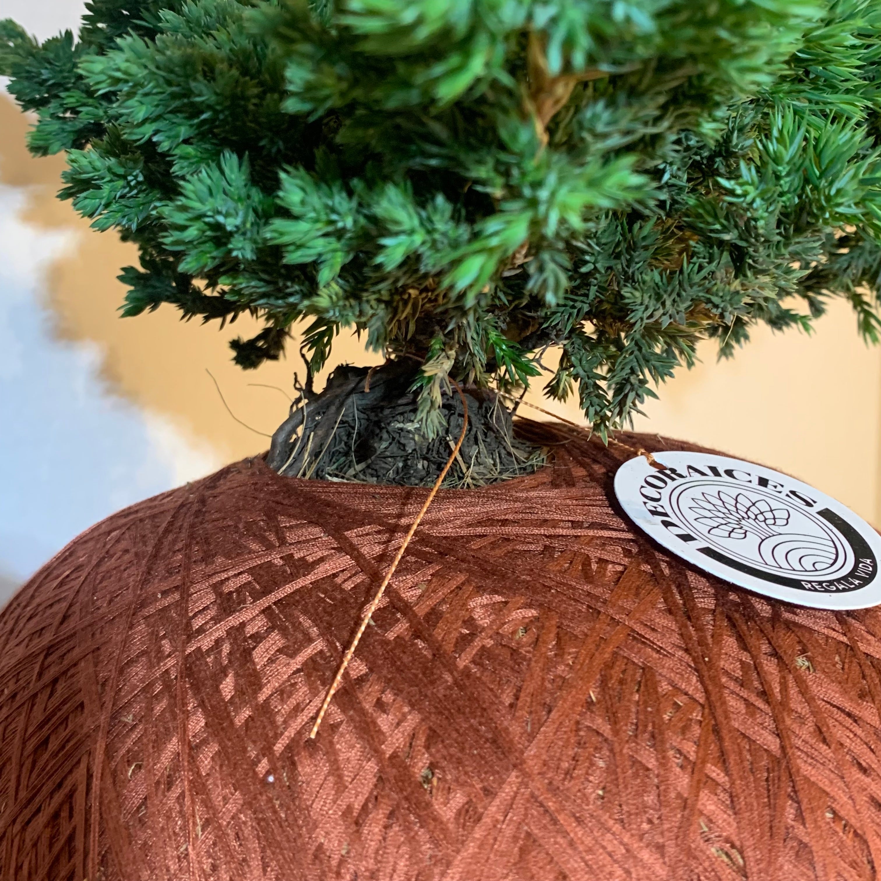 Koke Bonsai Creeping Pine
