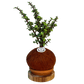 koke Bonsai Jade hembra