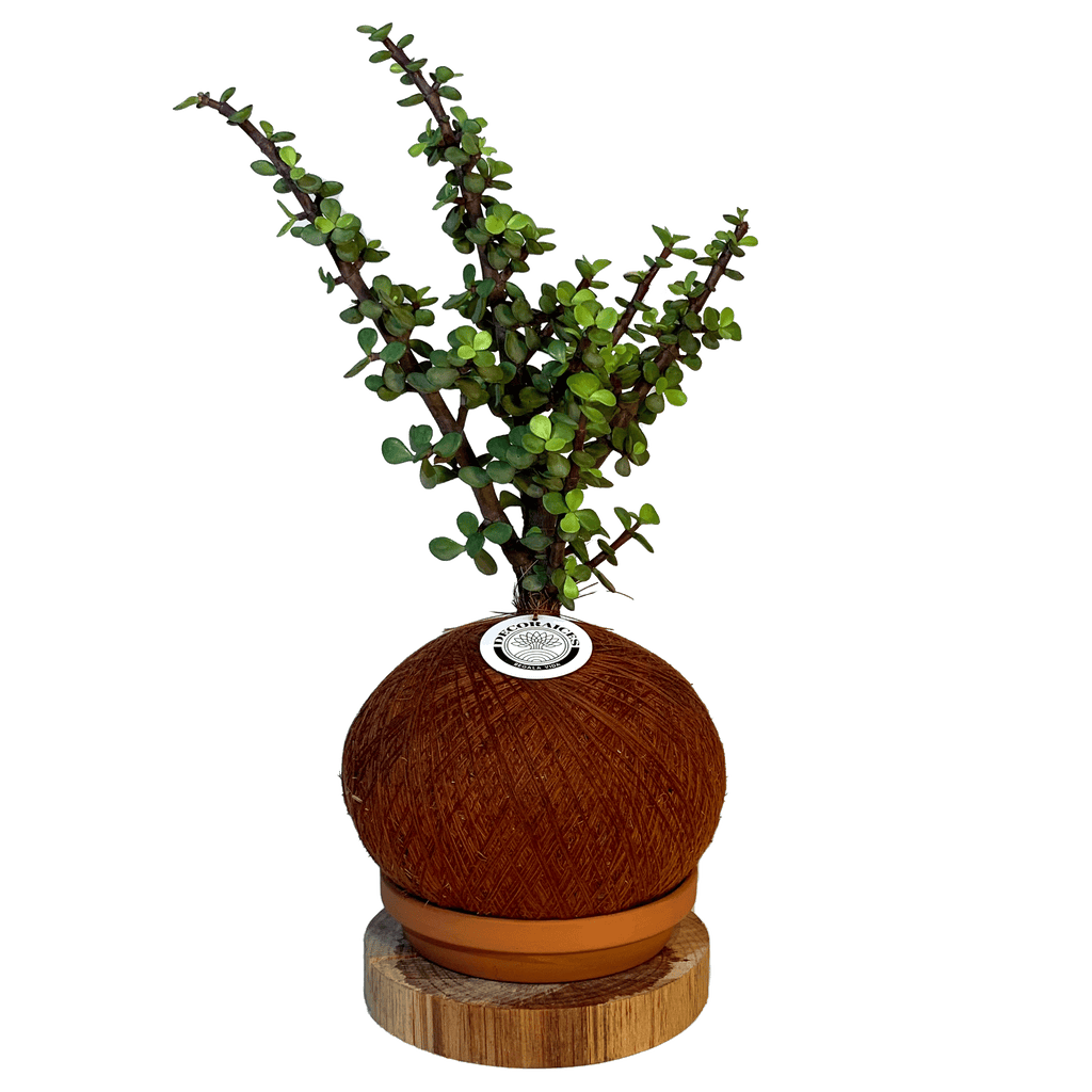 koke Bonsai Jade female