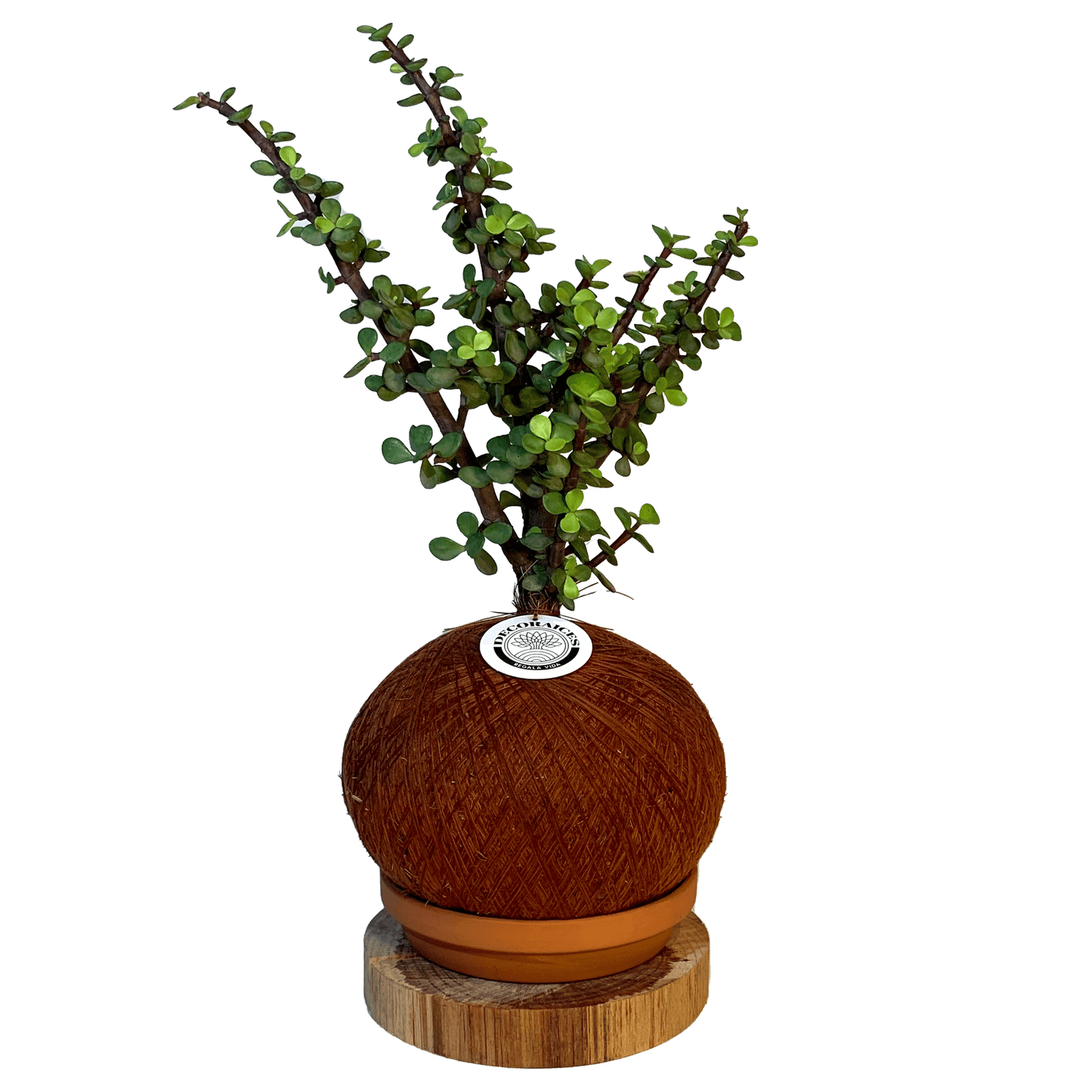 koke Bonsai Jade hembra