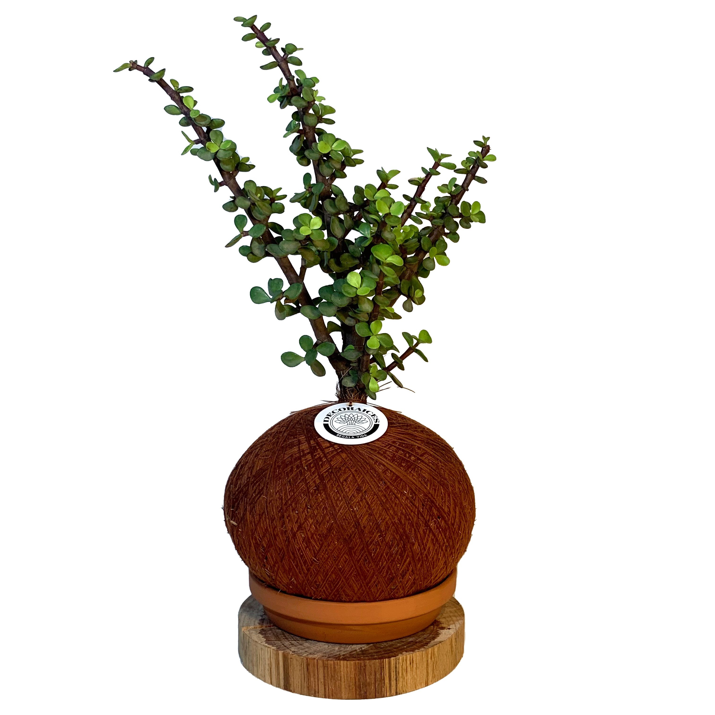 koke Bonsai Jade female