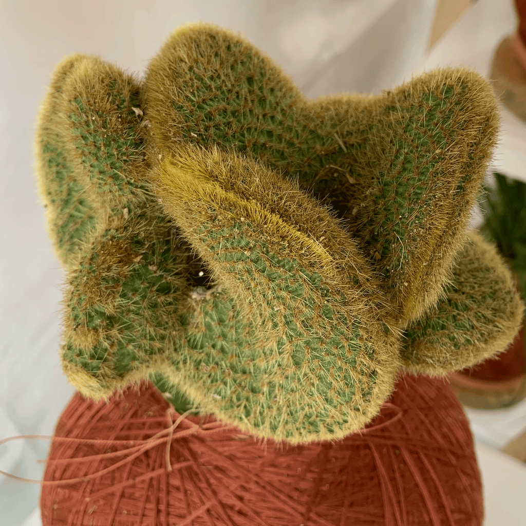 Koke Cerebrospinal Cactus (Cleistocactus variegated)