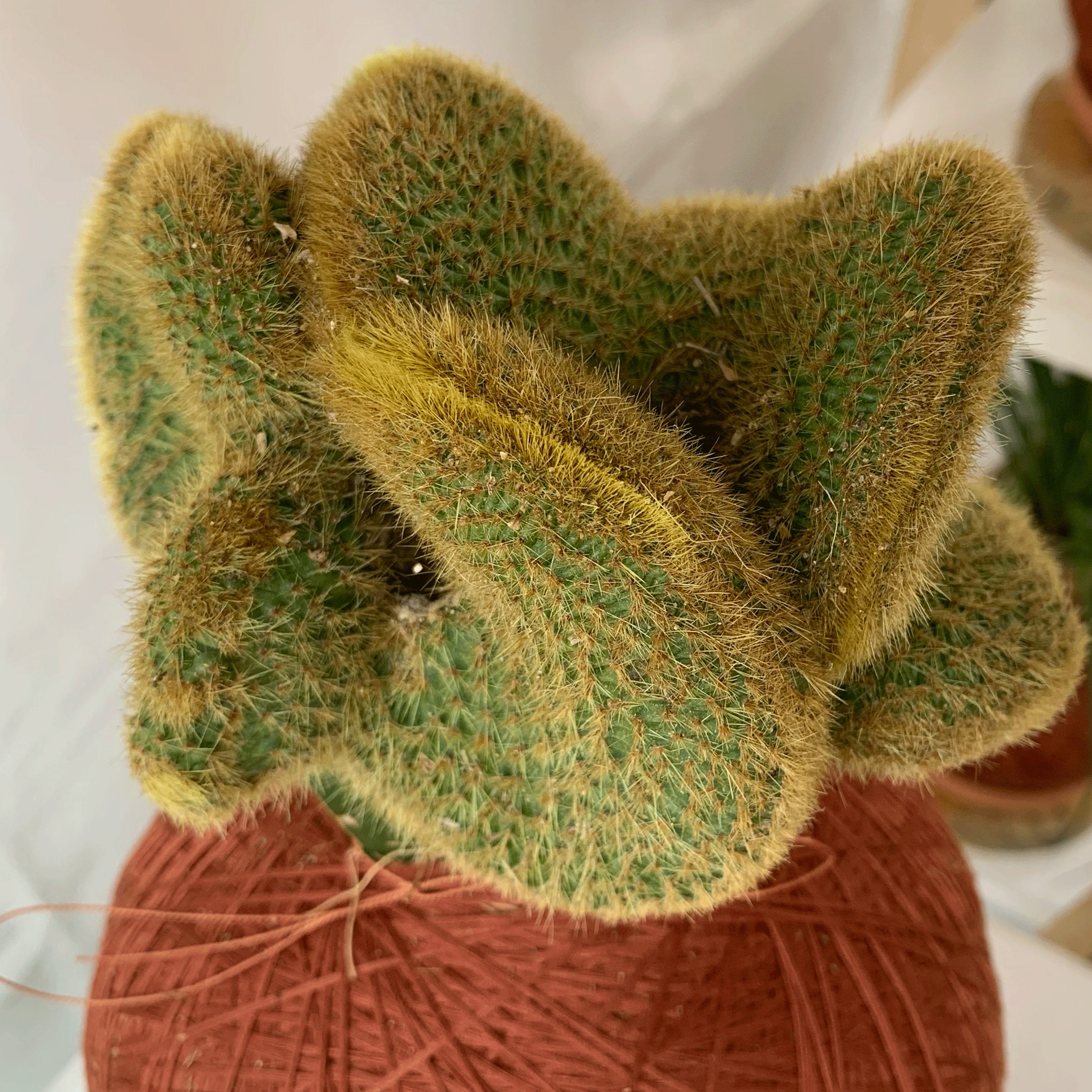 Koke Cerebrospinal Cactus (Cleistocactus variegated)