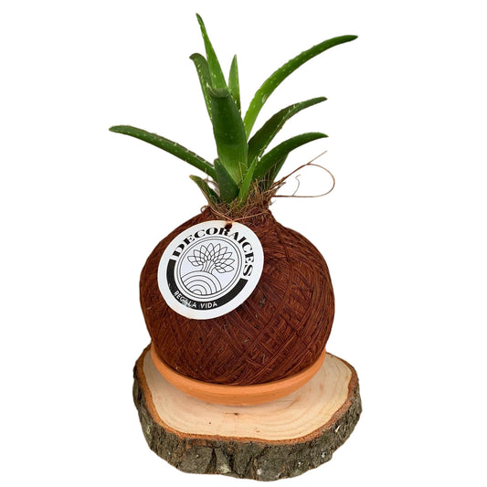 koke Aloe Roca