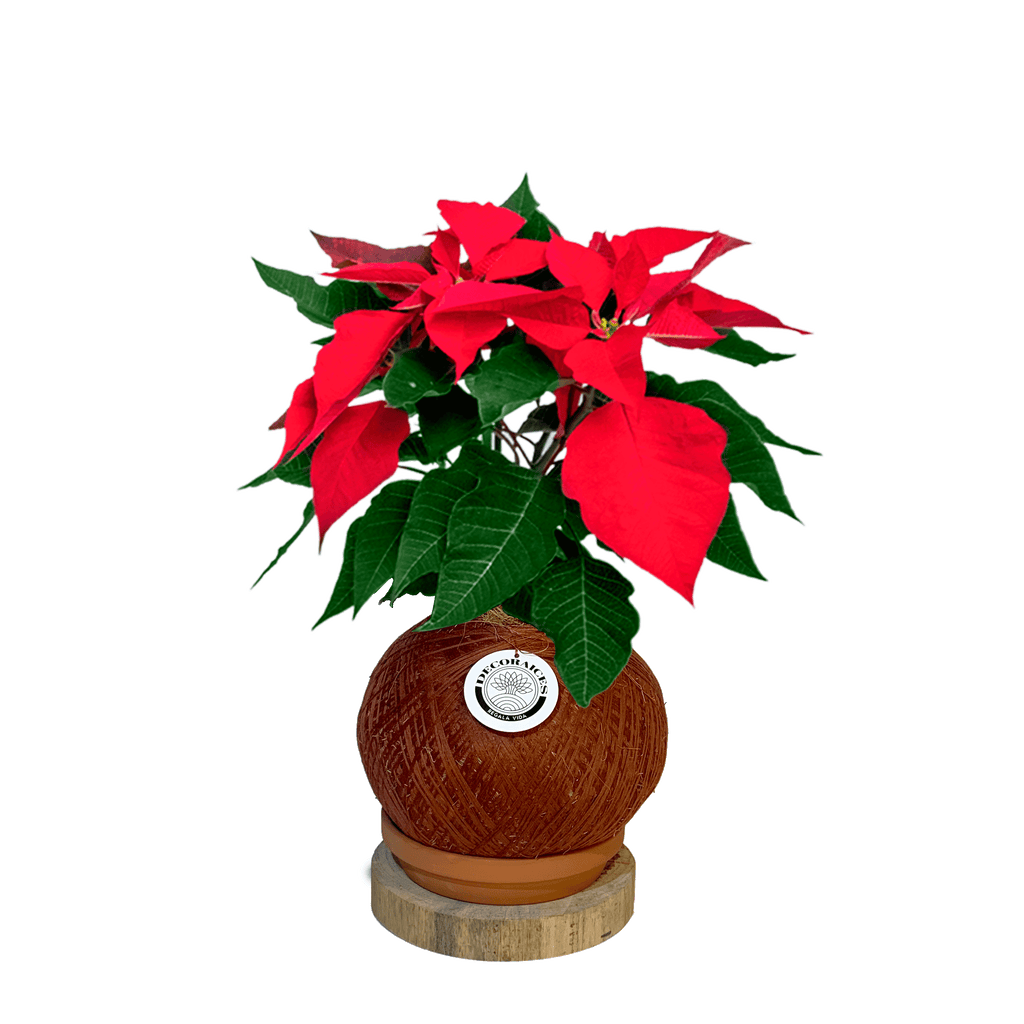 Koke poinsettia Roja