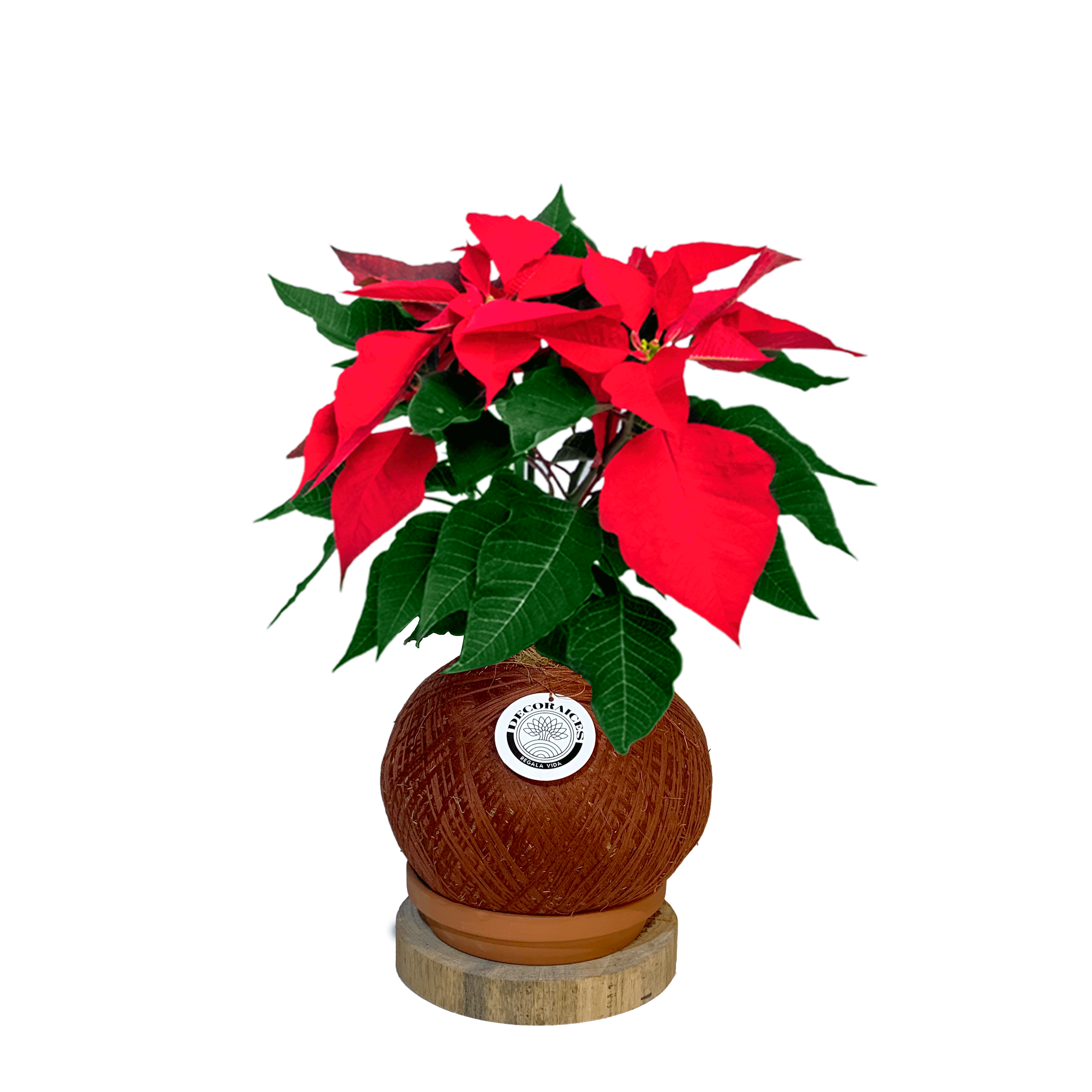 Koke poinsettia Roja